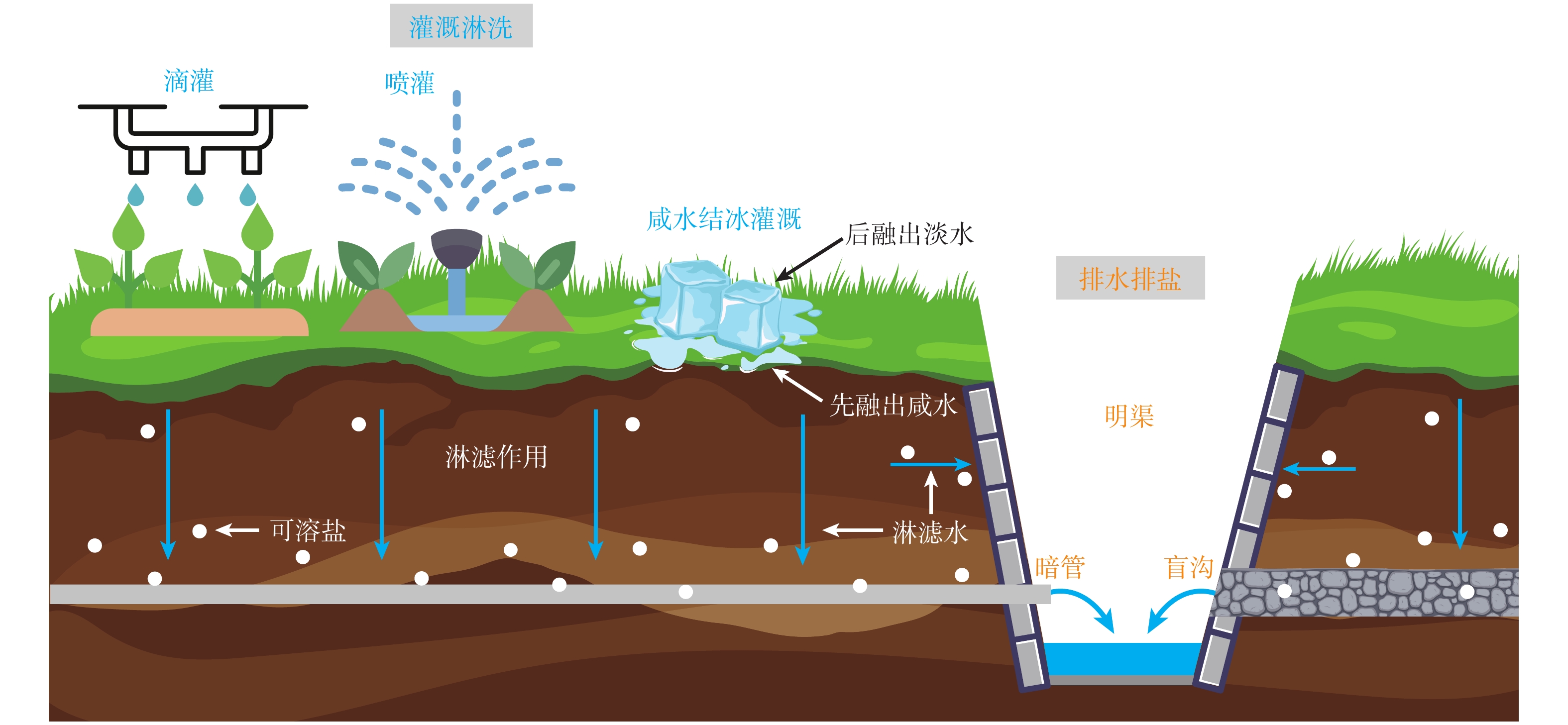 我国滨海盐碱地改良技术综述及案例研究